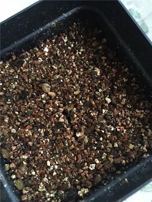 多肉播種不出苗，根本不是你的錯——五香瓜子引發的啟示